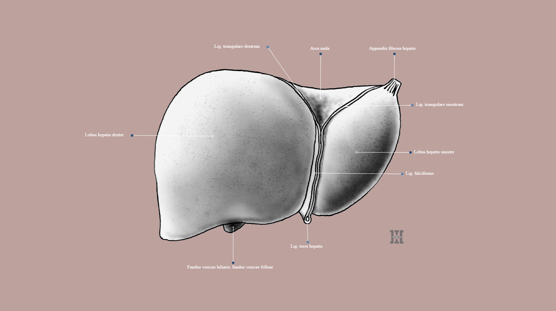 The liver, anterior view