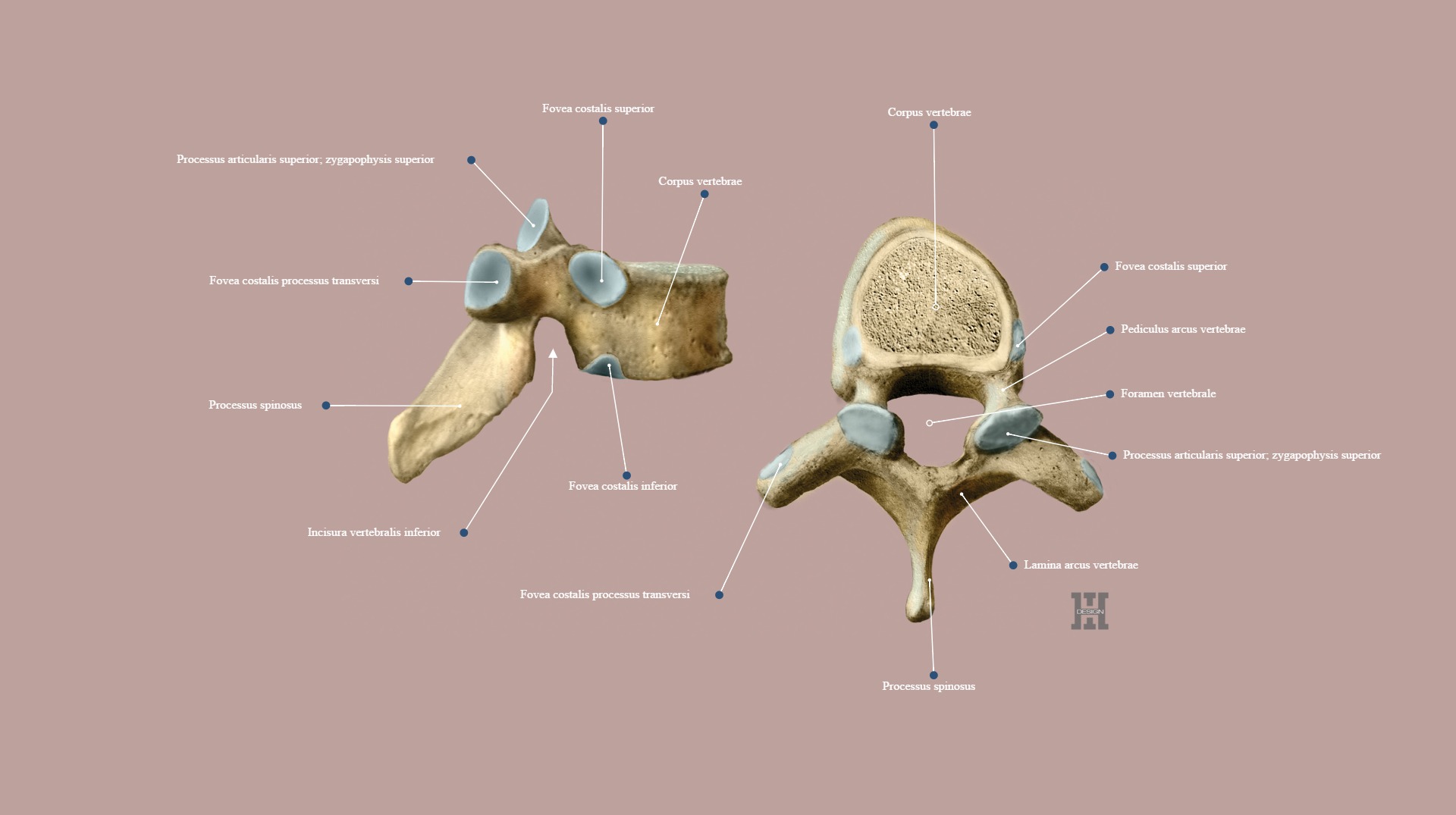Arcus vertebrae