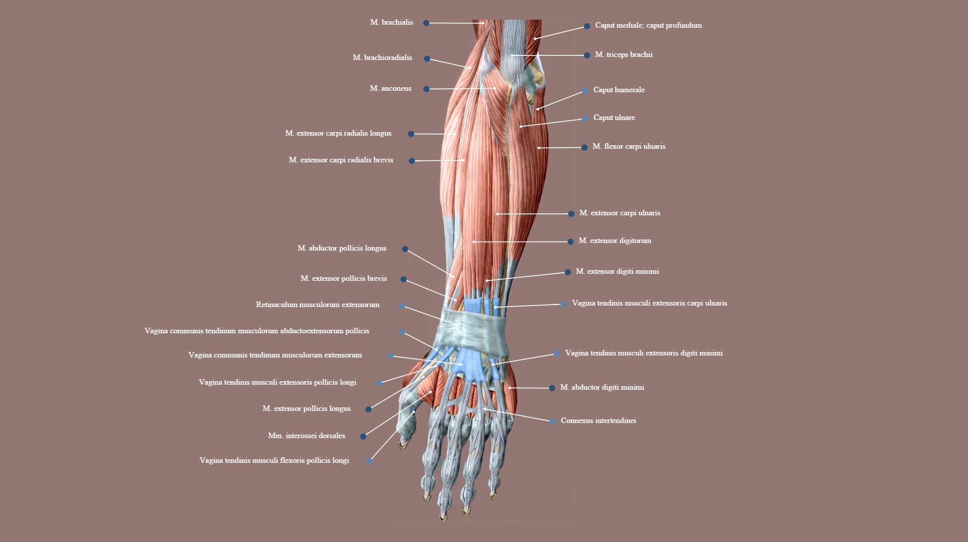 Posterior view of the antebrachium