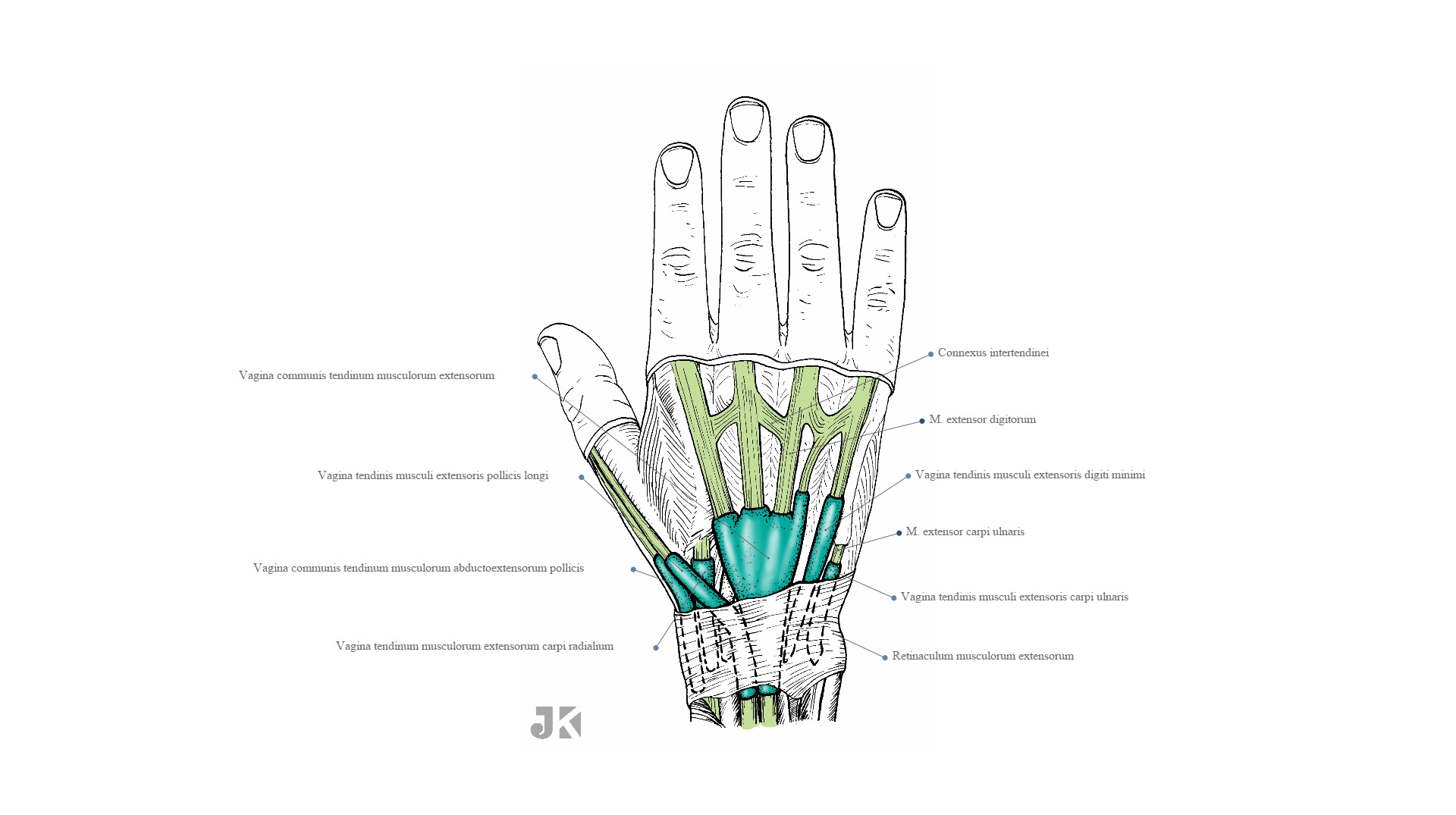 Vagina Tendinum Musculorum