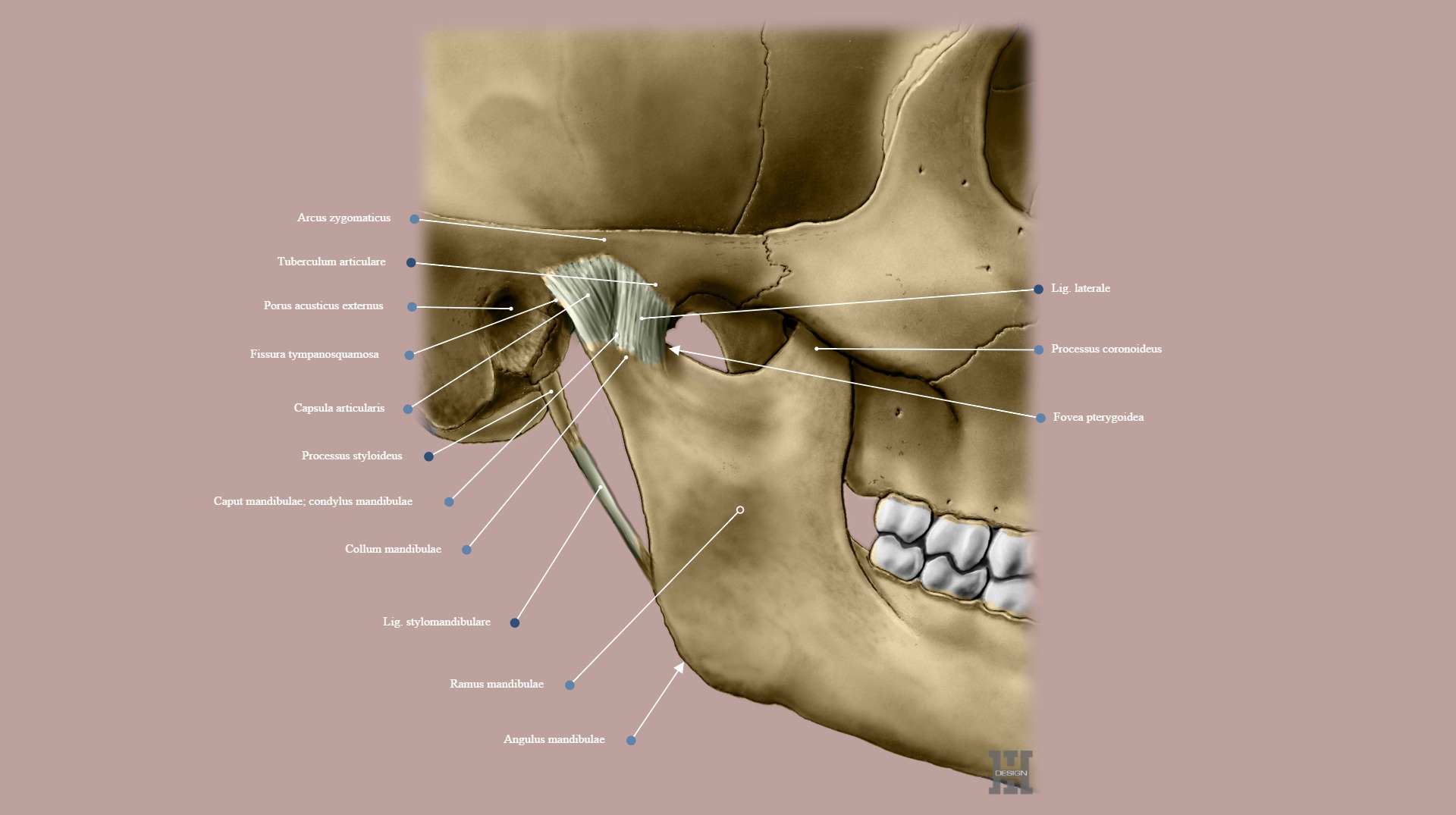 articulatio mandibulae infecții care provoacă inflamația articulațiilor